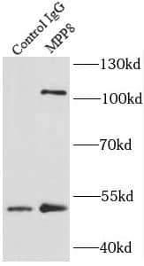 mpp8 Antibody - BSA Free