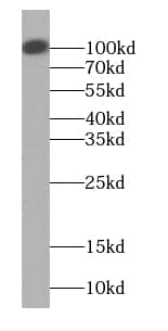 mpp8 Antibody - BSA Free