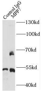 MPP7 Antibody - BSA Free