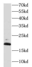 BRP44 Antibody - BSA Free
