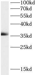 MOSC2 Antibody - BSA Free