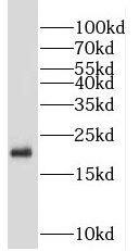 MOCS2 Antibody - BSA Free