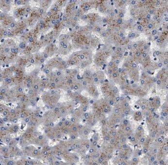 MOCOS Antibody - BSA Free