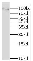 MOCOS Antibody - BSA Free