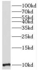 MOBP Antibody - BSA Free