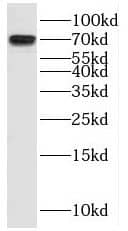 MAX binding protein Antibody - BSA Free