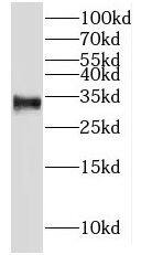 GAJ Antibody - BSA Free
