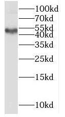 MMP28 Antibody - BSA Free