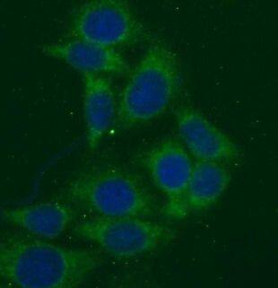MMP23B Antibody - BSA Free