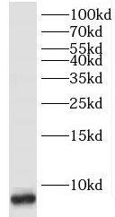 POLR2L Antibody - BSA Free