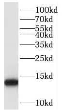 POLR2J Antibody - BSA Free