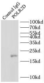 POLR2D Antibody - BSA Free