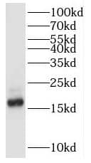 POLR2D Antibody - BSA Free