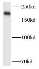 POLR1A Antibody - BSA Free