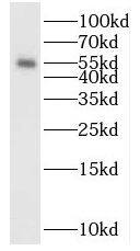 DNA polymerase mu Antibody - BSA Free