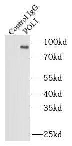 DNA Polymerase iota Antibody - BSA Free