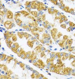 POLG2 Antibody - BSA Free