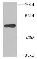POLD3 Antibody - BSA Free