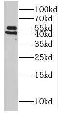 POFUT2 Antibody - BSA Free