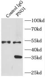 PNO1 Antibody - BSA Free
