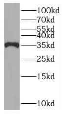 PNO1 Antibody - BSA Free