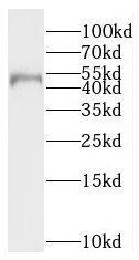 PNMA-like 1 Antibody - BSA Free