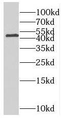 PNCK Antibody - BSA Free