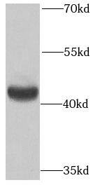 Mitochondrial-processing peptidase subunit beta Antibody - BSA Free