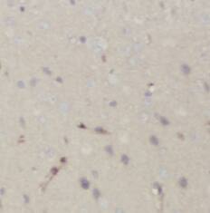 PMCA2 Antibody - BSA Free