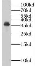 PLSCR4 Antibody - BSA Free