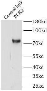PLK2 Antibody - BSA Free