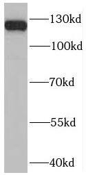 PLEKHH2 Antibody - BSA Free