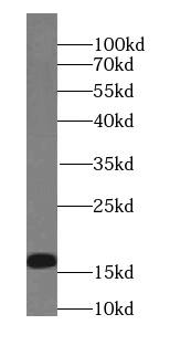 Plasmolipin Antibody - BSA Free