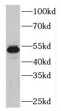 PLAG1 Antibody - BSA Free