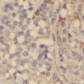 PLAC8 Antibody - BSA Free