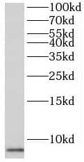PKIG Antibody - BSA Free