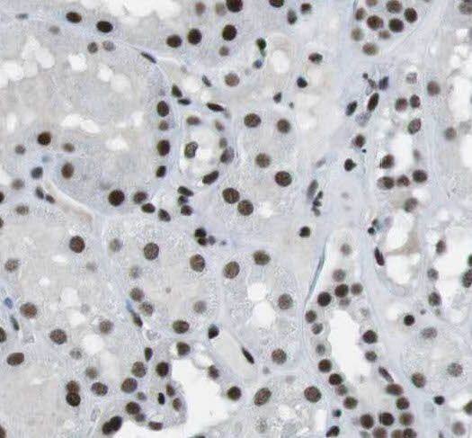 PIPPIN Antibody - BSA Free