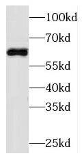 MSS4 Antibody - BSA Free