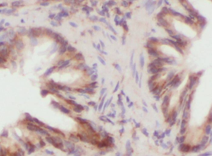 MSS4 Antibody - BSA Free