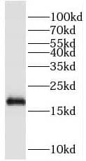 PIK3C2G Antibody - BSA Free