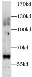 PIGZ Antibody - BSA Free