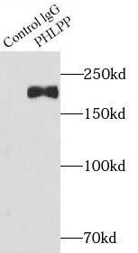 PHLPP Antibody - BSA Free