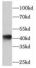 PHLDA1 Antibody - BSA Free