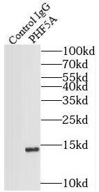 PHF5A Antibody - BSA Free