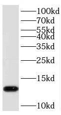 PHF5A Antibody - BSA Free