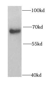PHF19 Antibody - BSA Free