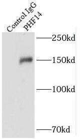 PHF14 Antibody - BSA Free
