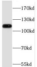PF1 Antibody - BSA Free