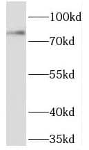 PHACTR4 Antibody - BSA Free