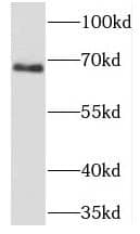 PHACTR1 Antibody - BSA Free
